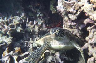 Ahihi-Kinau Natural Area Reserve