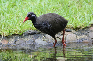 Yanbaru National Park